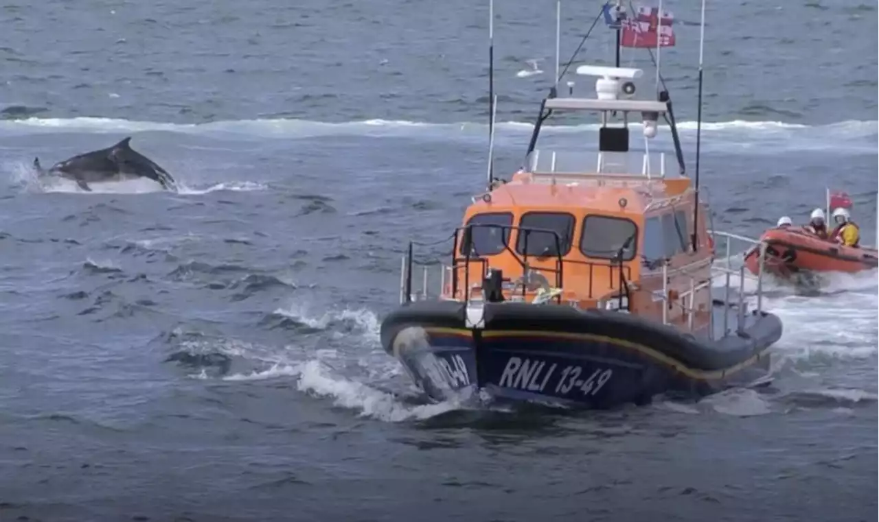 Watch the 'amazing' moment playful dolphins swam alongside RNLI lifeboat