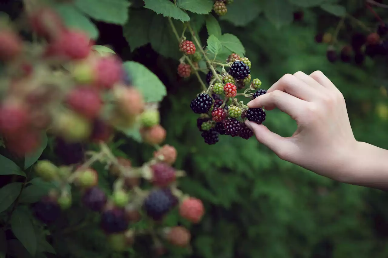 Wild gepflückt: Kann ich Waldbeeren bedenkenlos essen?