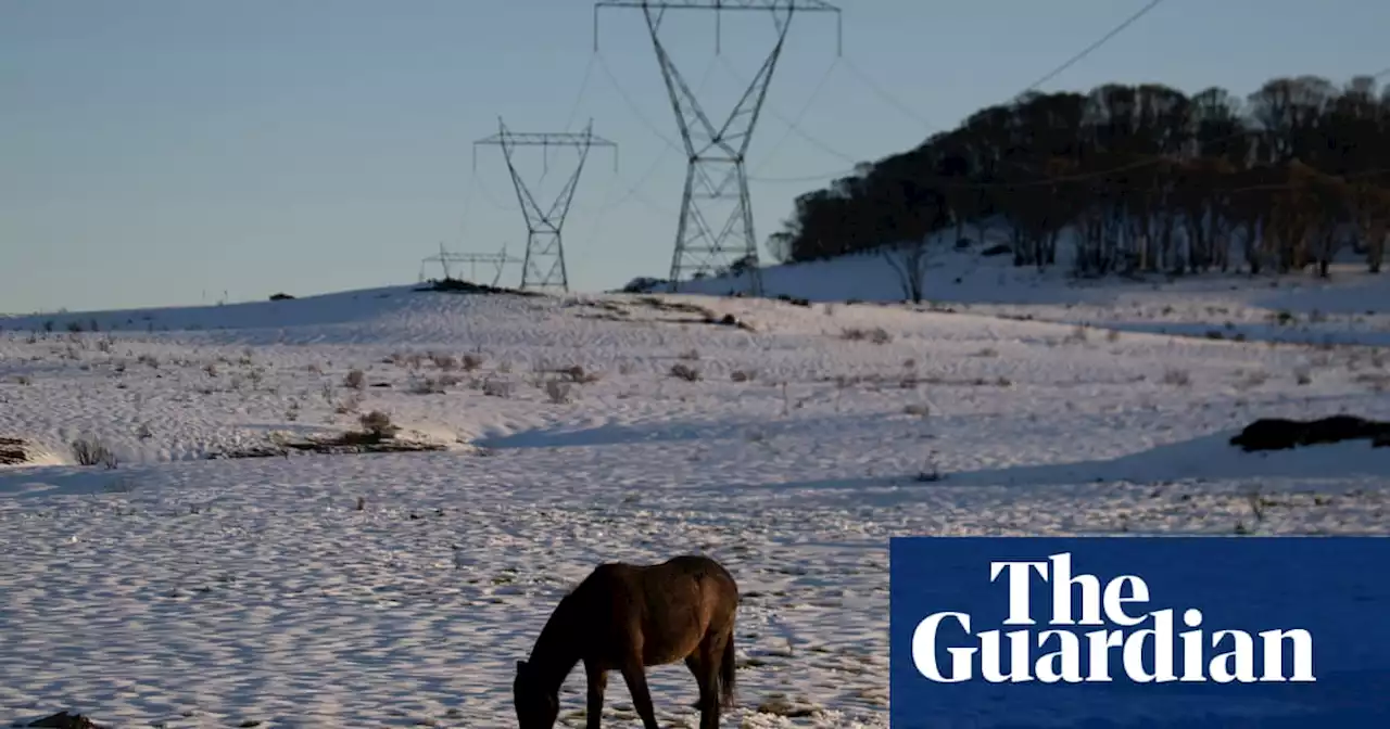 Failure to manage feral horses causing ‘devastating impact’ on Australian alps, Senate inquiry hears