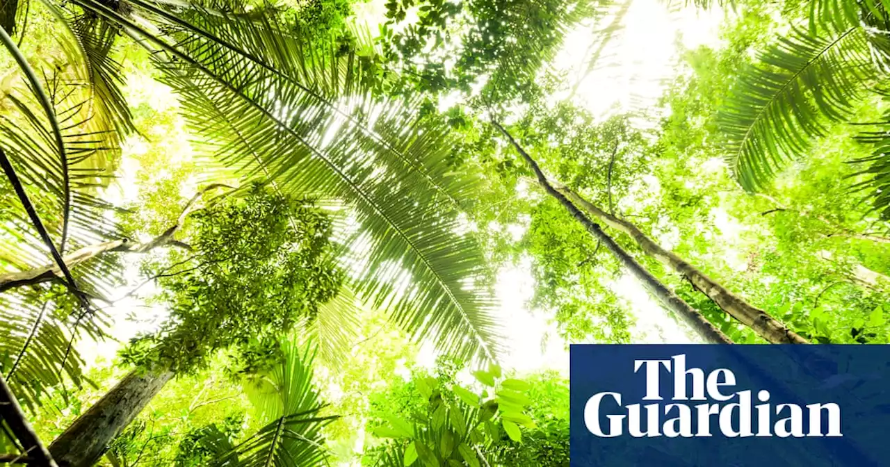 Tropical forests face ‘massive leaf death’ from global heating, study finds