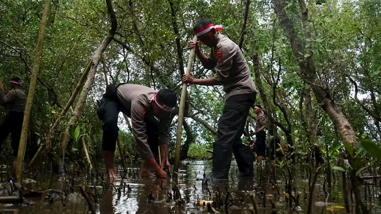 North Sulawesi Plants Thousands of Mangrove Seeds Amid Threats of Damage