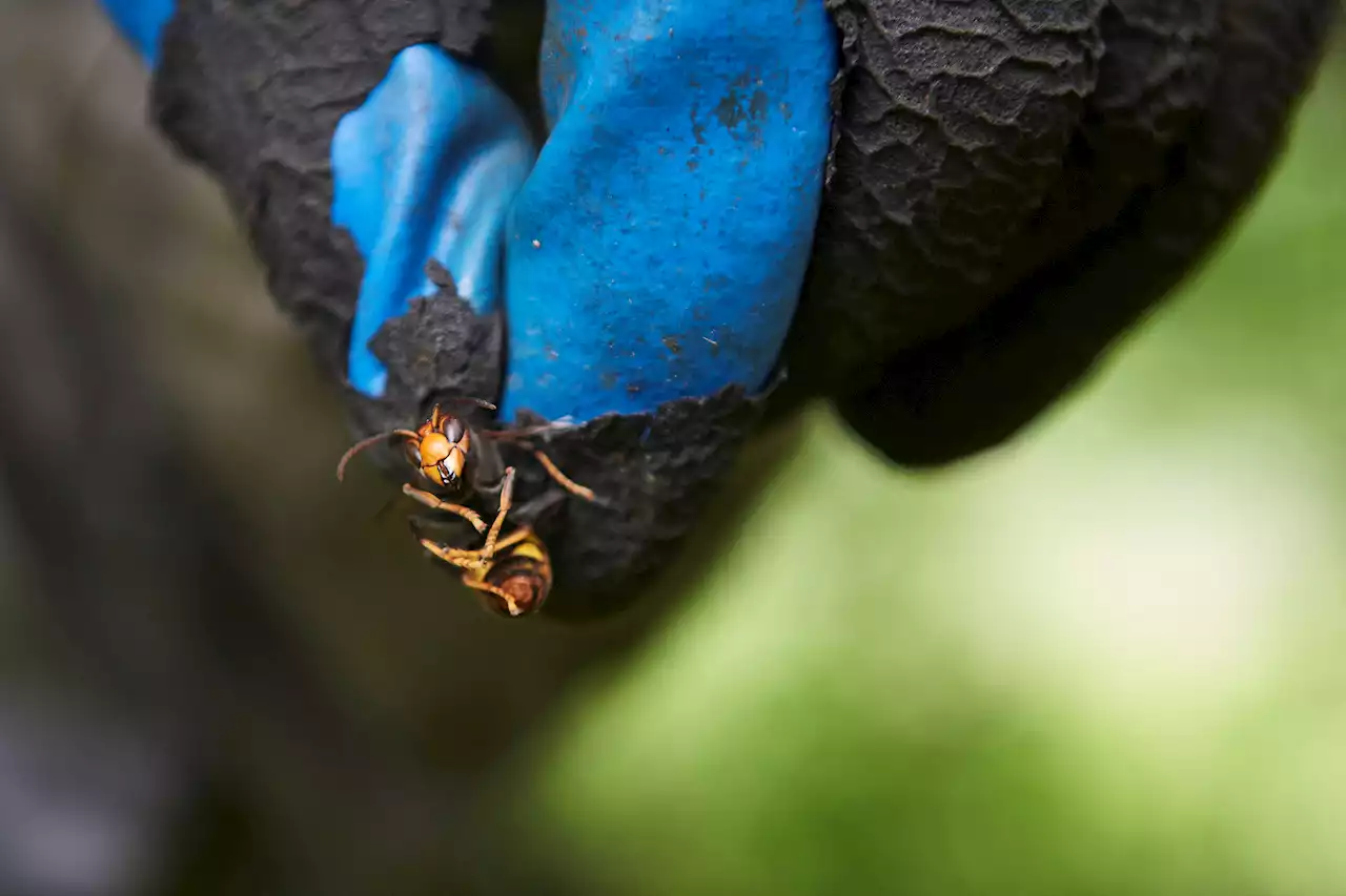 Asian Hornet Sightings Soar From 2 In 2022 To 15 This Month