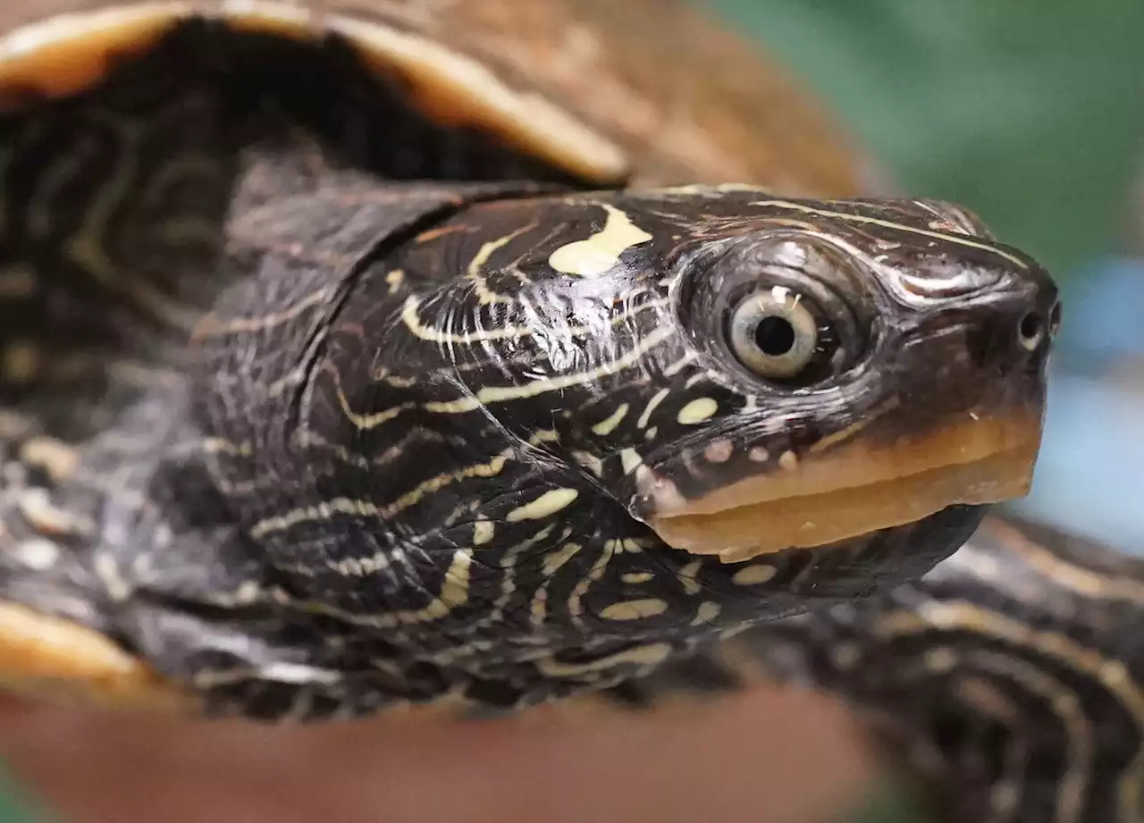 CDC Warns: Stop Puckering Up To Your Pet Turtles