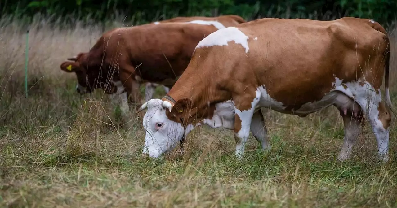 - Kühe auf Feldweg: Tierhalter verletzt Autofahrer