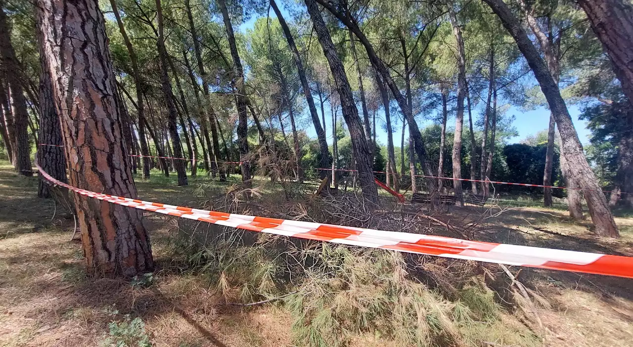 Terni, una novantina di pini da abbattere in viale Centurini. Operazioni al via da oggi