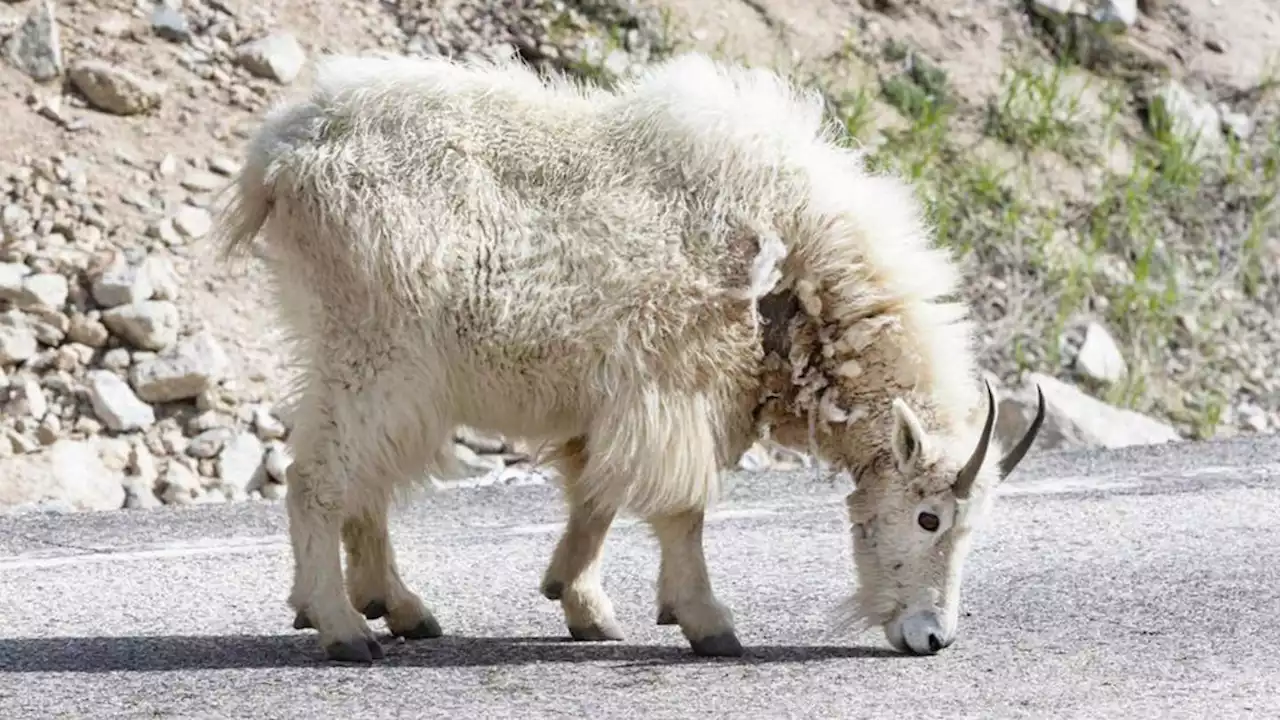 Mountain goats suspected of killing 3 dogs on Utah trail