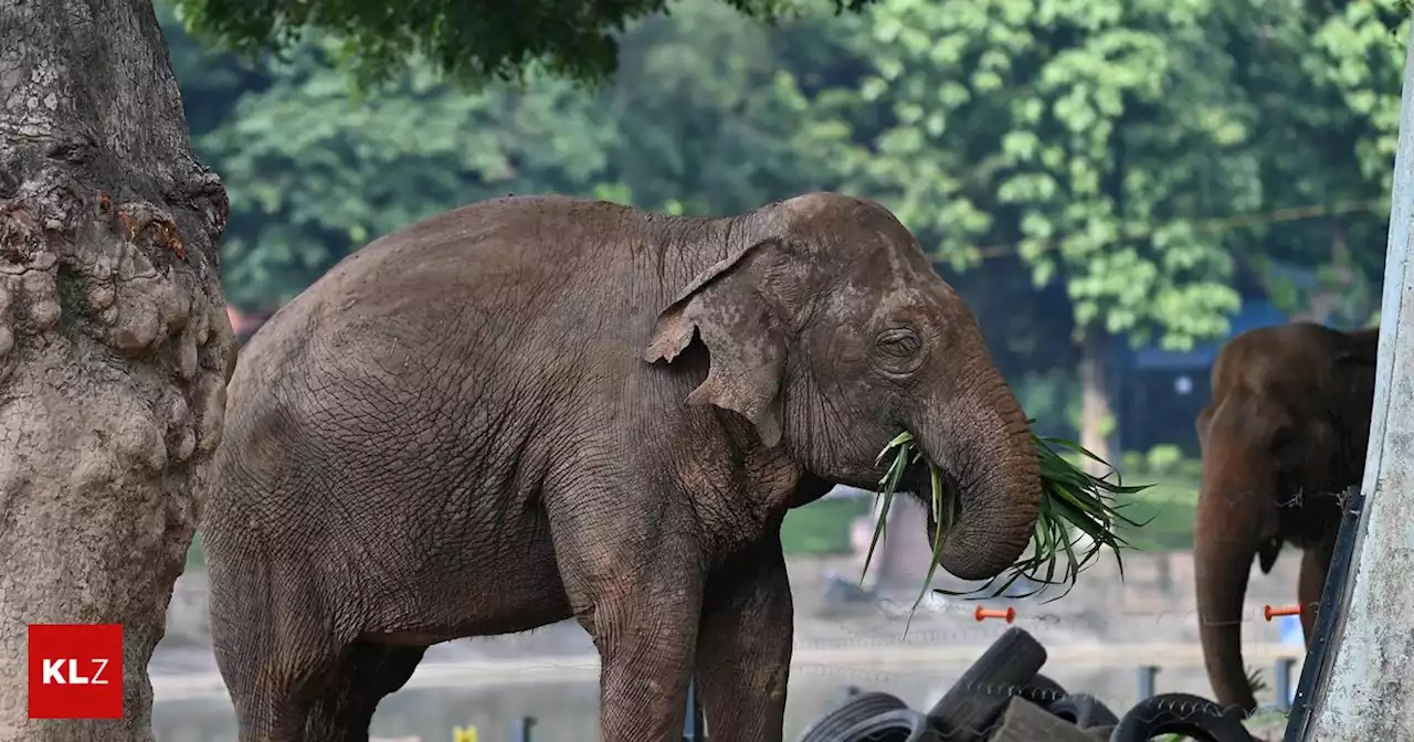 Erlebte den Zweiten Weltkrieg: Ältester Elefant stirbt fünf Jahre, nachdem er in &quot;Pension&quot; ging