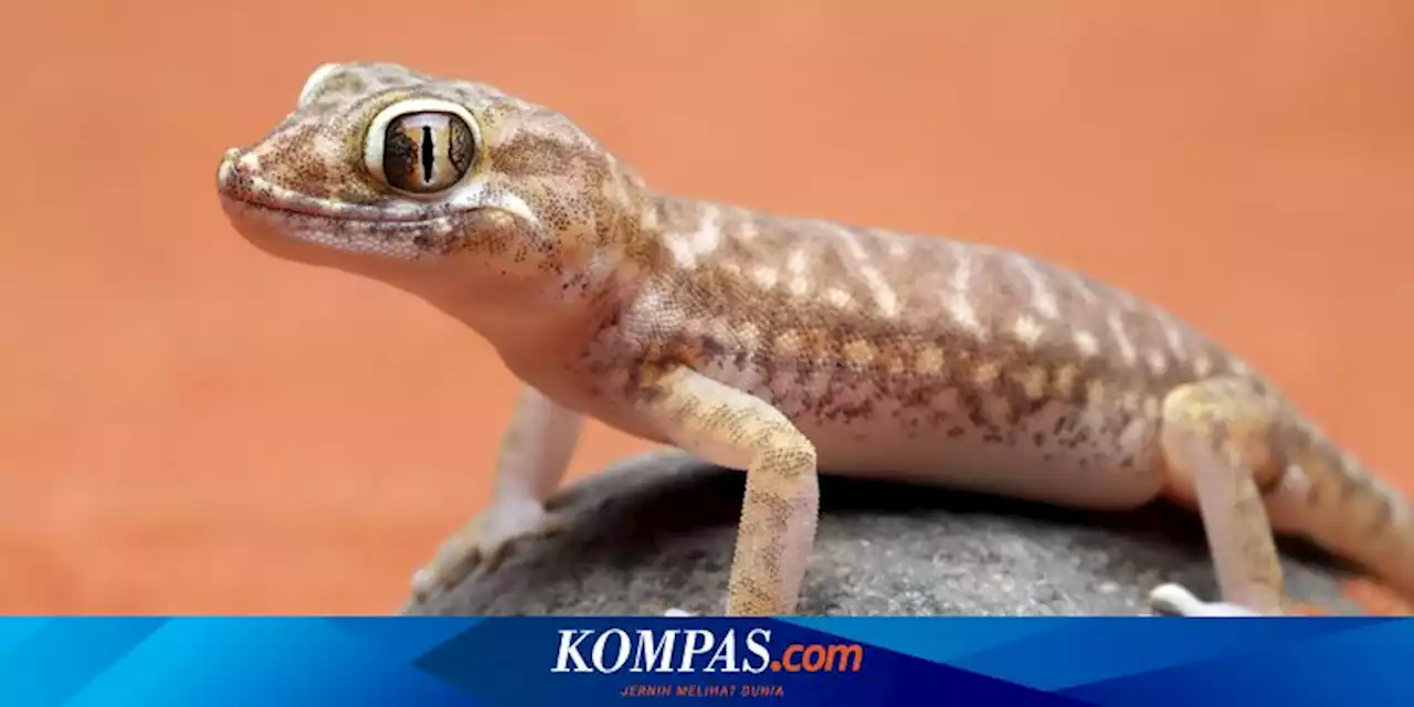 14 Cara Mengusir Tokek yang Berisik di Dalam Kamar