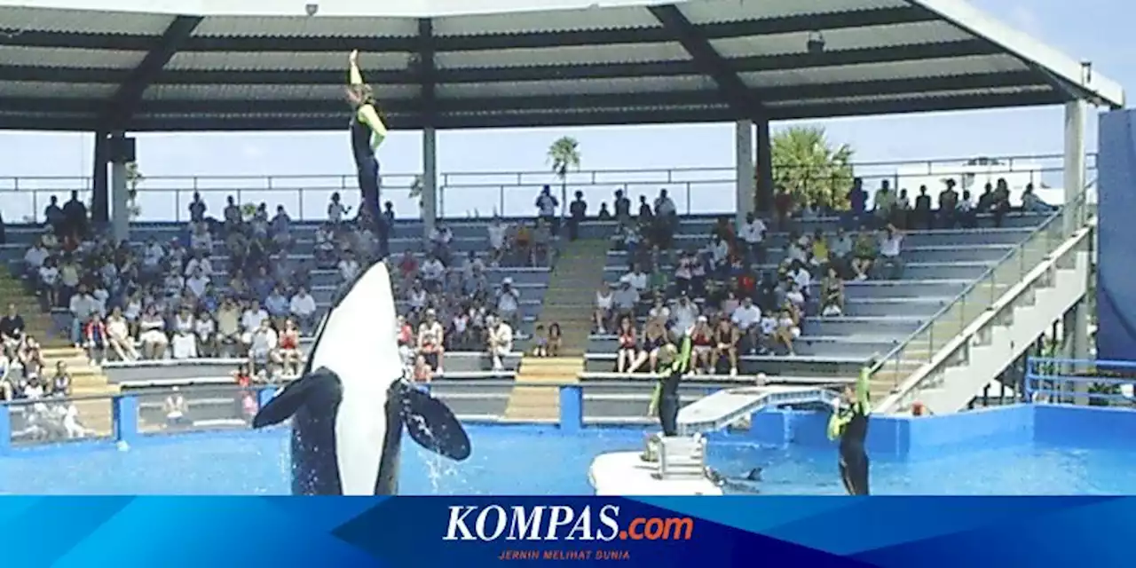 Lolita, Orca Tertua yang Hidup di Penangkaran Dilaporkan Mati