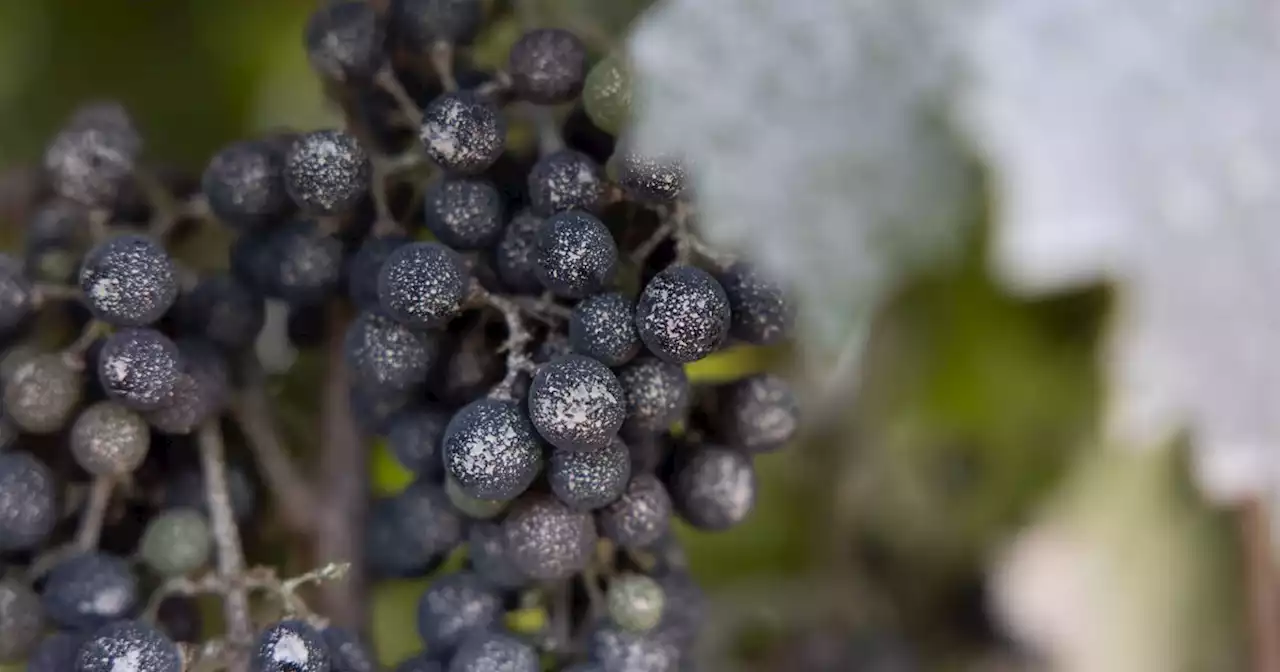 California researchers race to find solutions to wildfire smoke-tainted wine