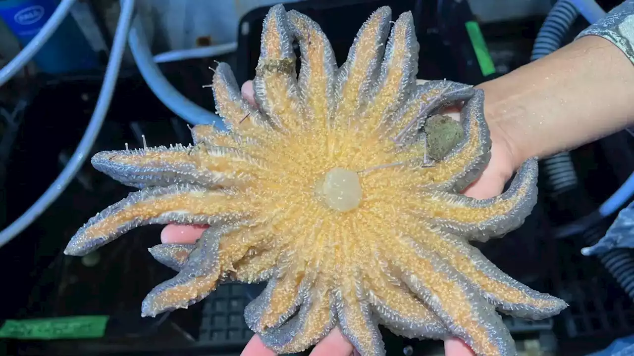 Sunflower stars take center stage in kelp research