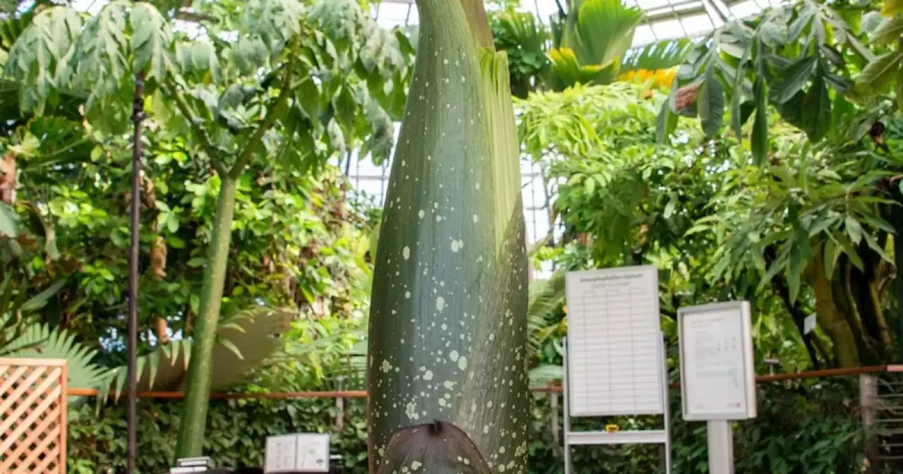 Corpse Flower In Bloom