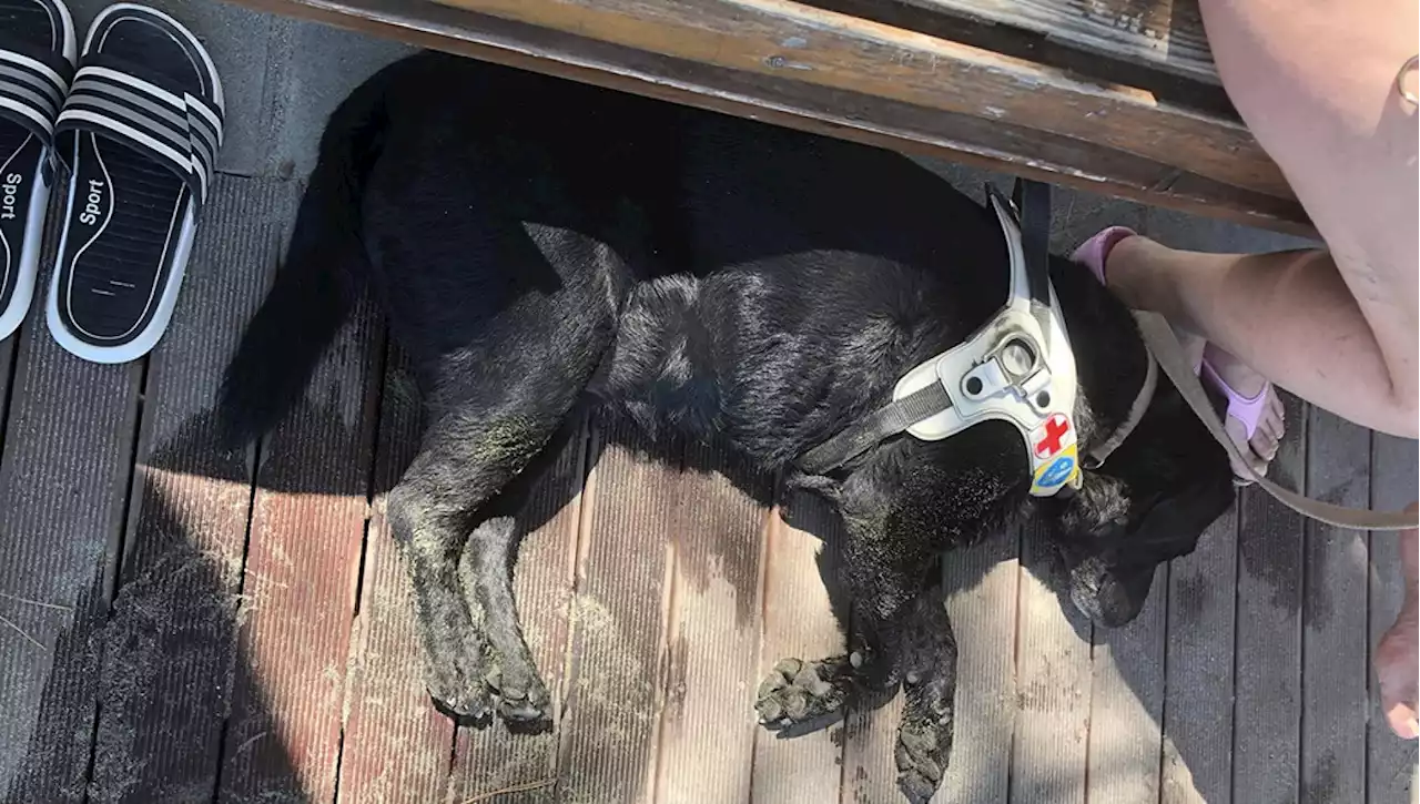 A Portovenere i bagnanti non vogliono il cane guida in spiaggia, turista cieca aggredita