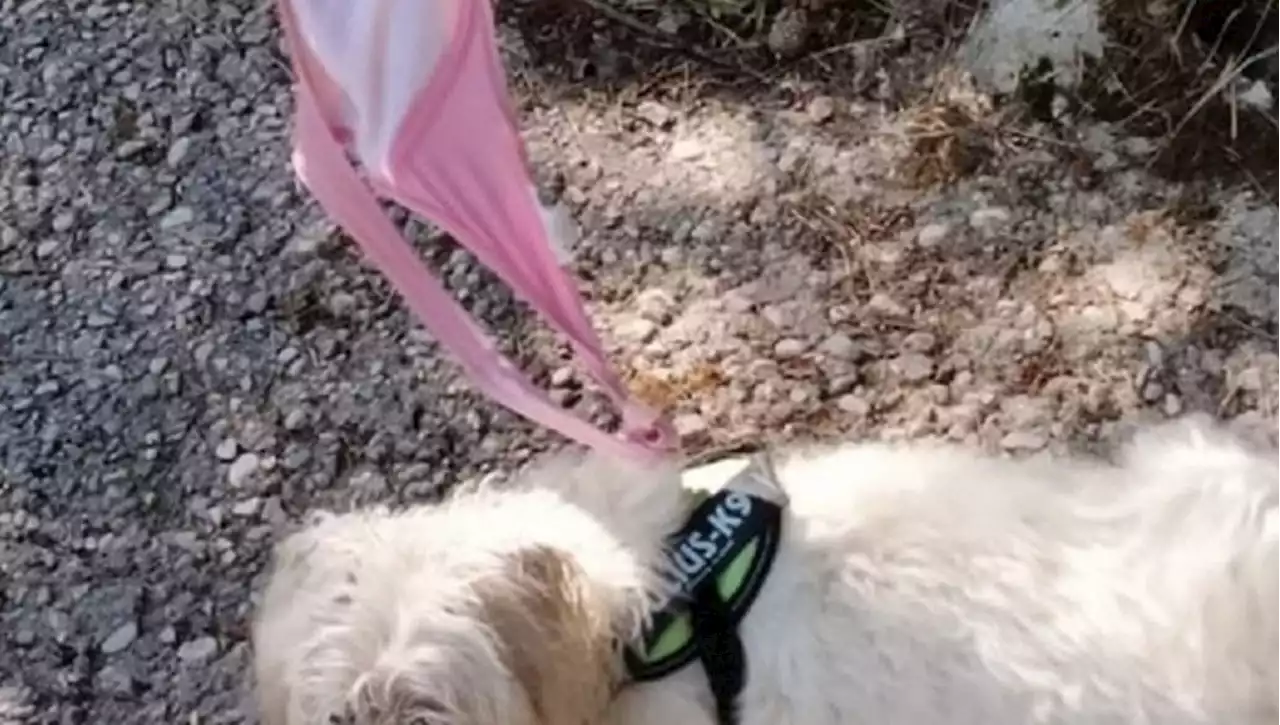 Tramonti di Sopra, turista si toglie il reggiseno e lo usa come guinzaglio per il cane per evitare una multa