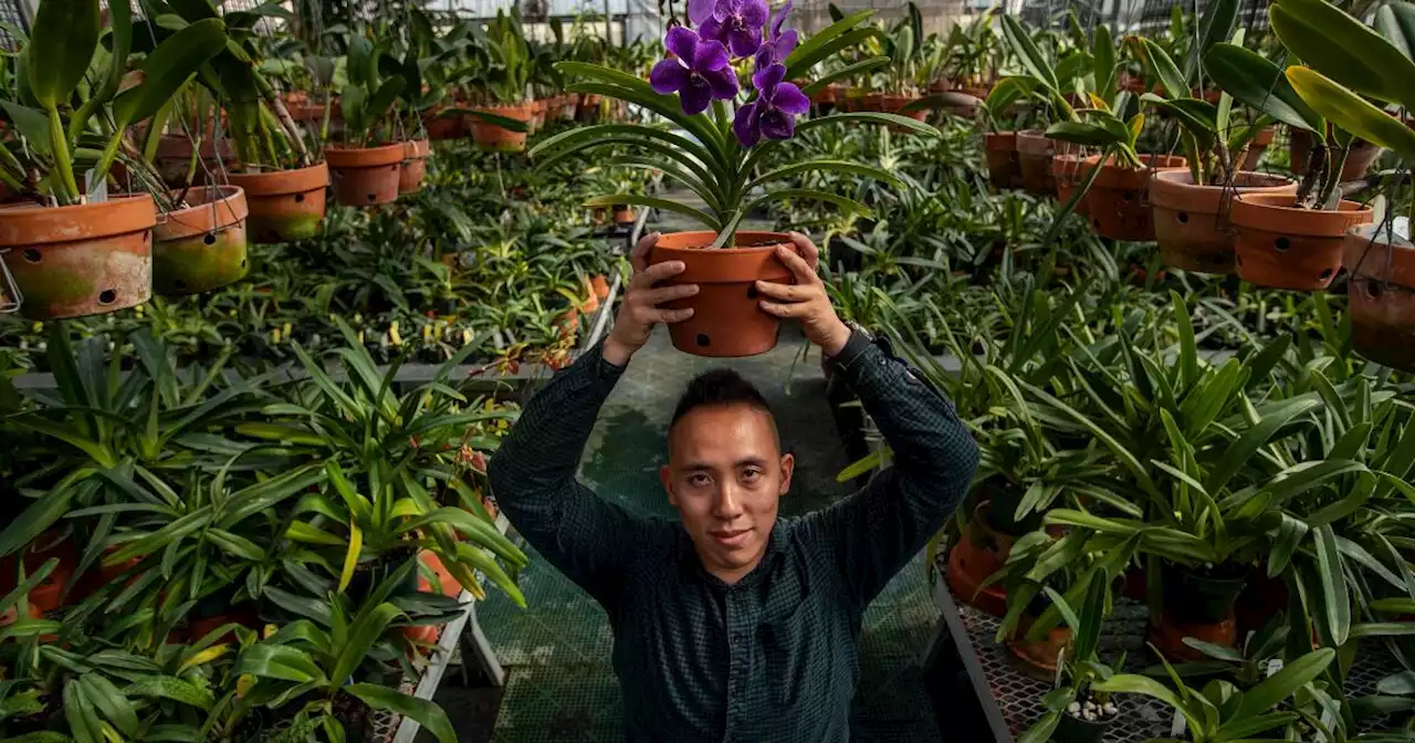 Orchids and corpse flowers delight him. A Huntington curator explains their ‘magical powers’