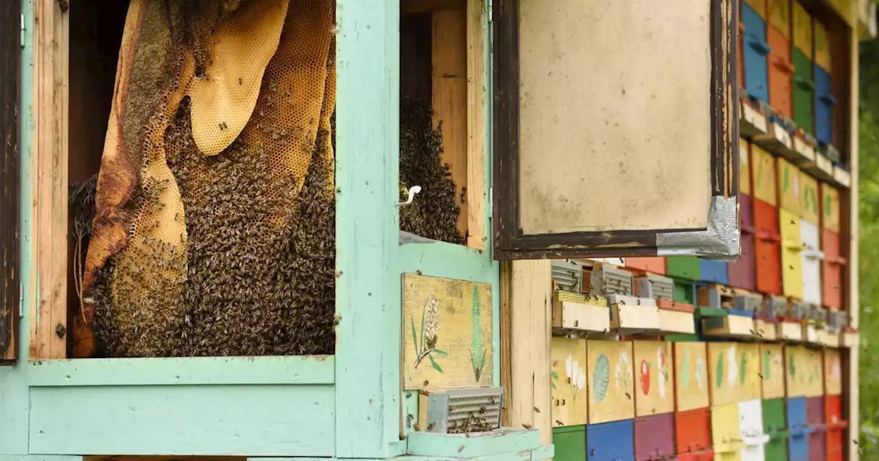 Guyane : une femme décède après l'attaque d'un essaim d'abeilles sur une île