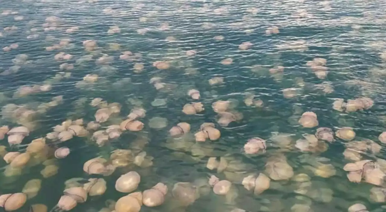 Allarme meduse, dilaga anche nel Mediterraneo la pericolosa 'caravella portoghese': ecco dove si trova