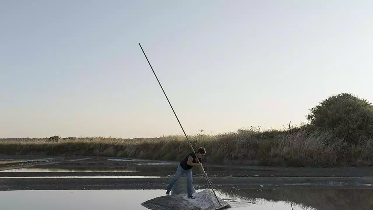 Sel de Guérande : voyage dans les marais de l'or blanc