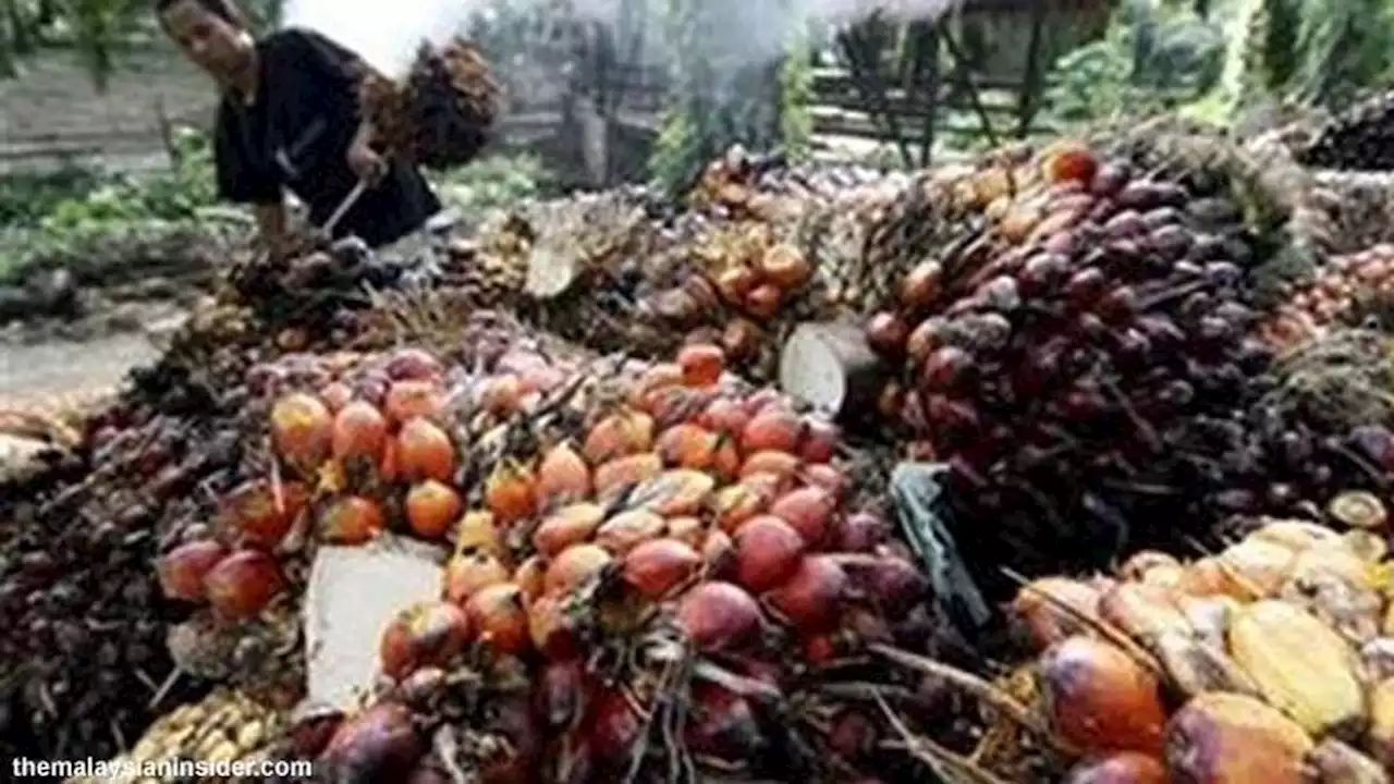 700 Perusahaan Sawit Belum Lapor Data Lahan, Siap-Siap Dipanggil Luhut