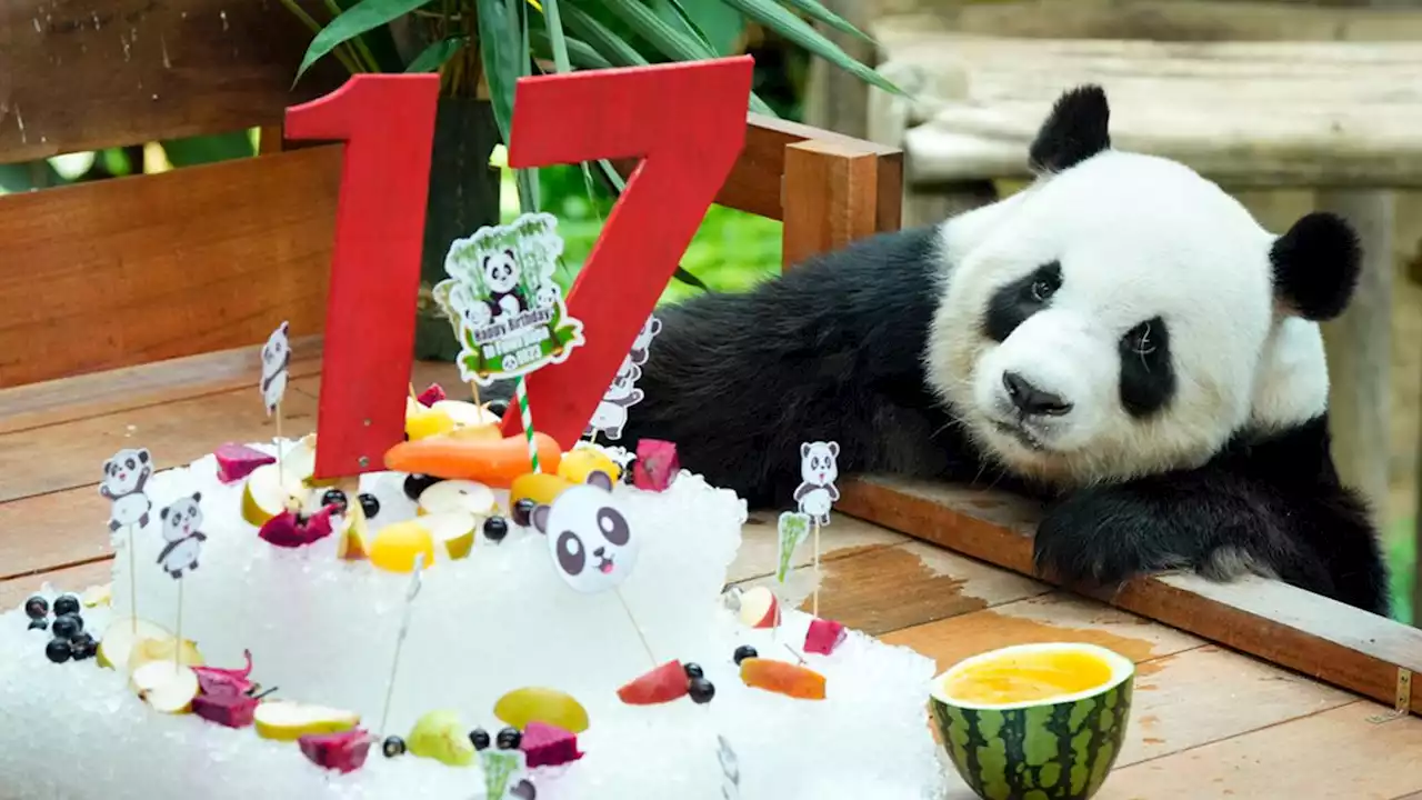 Panda Raksasa Xing Xing dan Liang Liang Rayakan HUT ke-17 di Kebun Binatang Malaysia