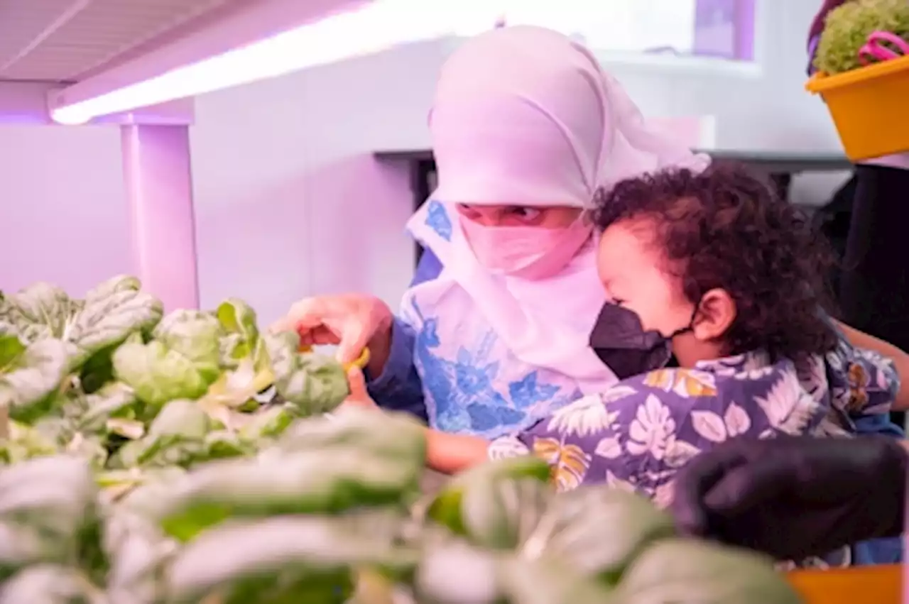 Malaysia’s largest indoor vertical farm in a shopping mall to open in September, aims to educate about agriculture technology