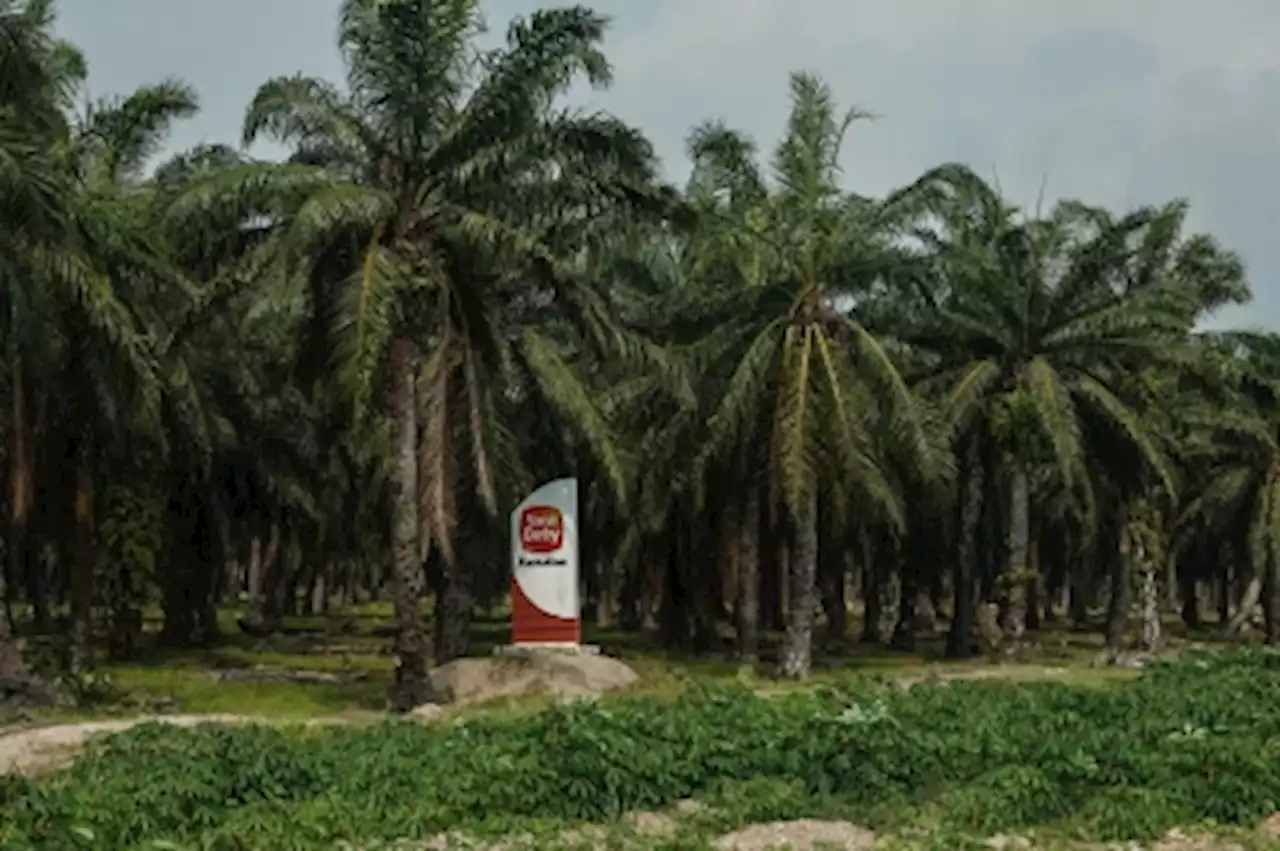 Sime Darby Plantation sees better performance in H2 on higher income, profit