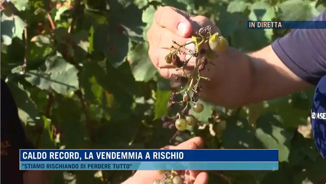 Caldo record, in Toscana si anticipa la vendemmia: 'Altrimenti rischiamo di perdere tutto'