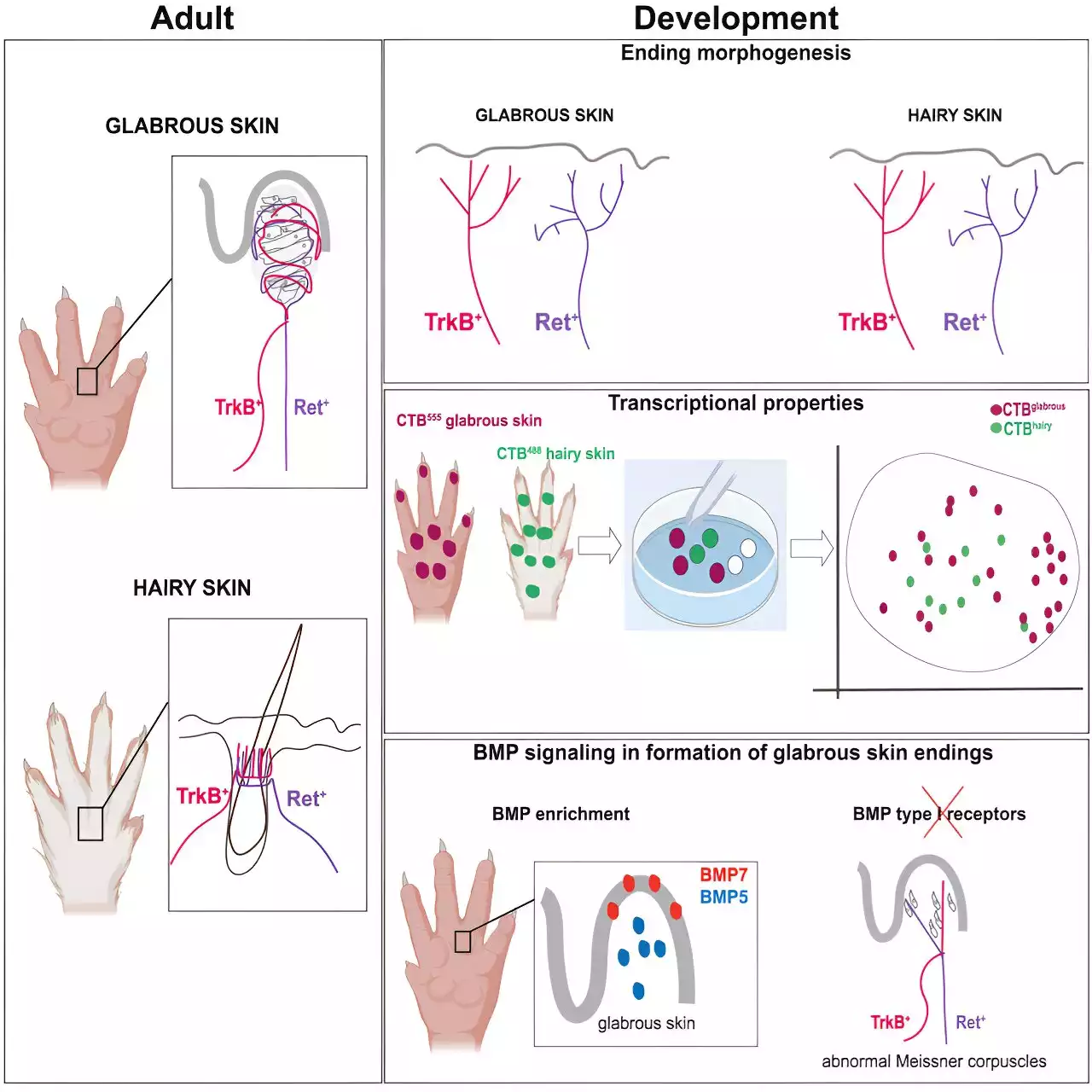 Sensory neurons develop customized nerve endings based on cues from the skin, study suggests