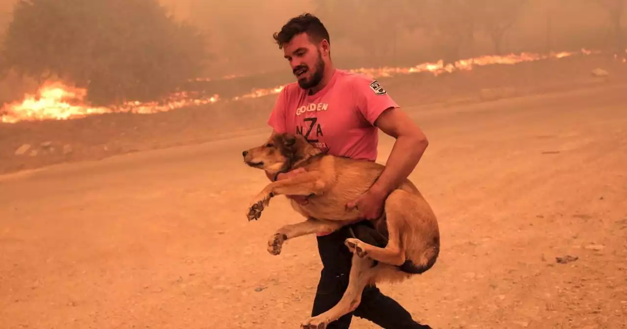 Brave farmer pictured running through Greece wildfires to save his animals