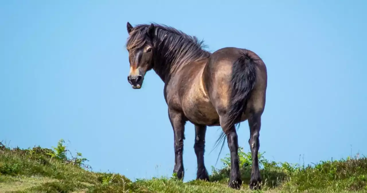 UK's oldest ponies will help fight climate change