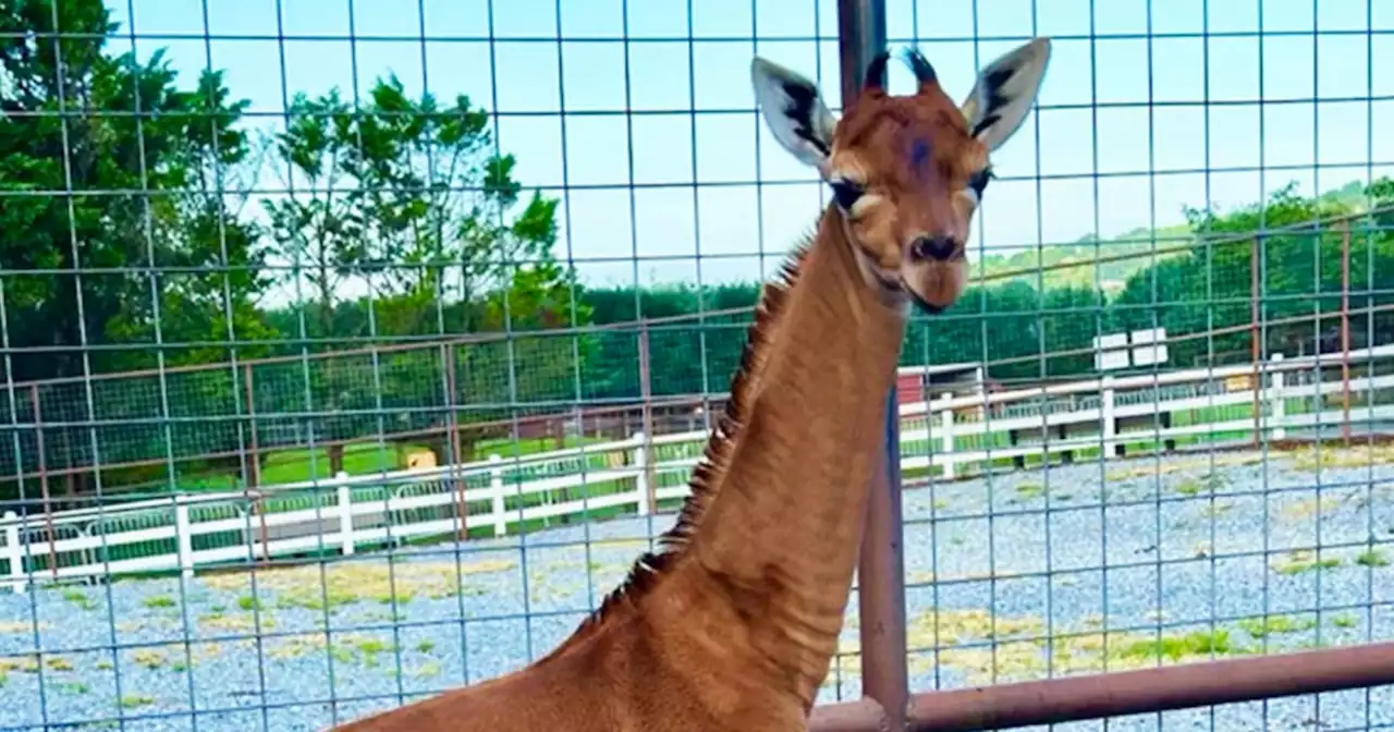 Rare spotless giraffe born at Tennessee zoo