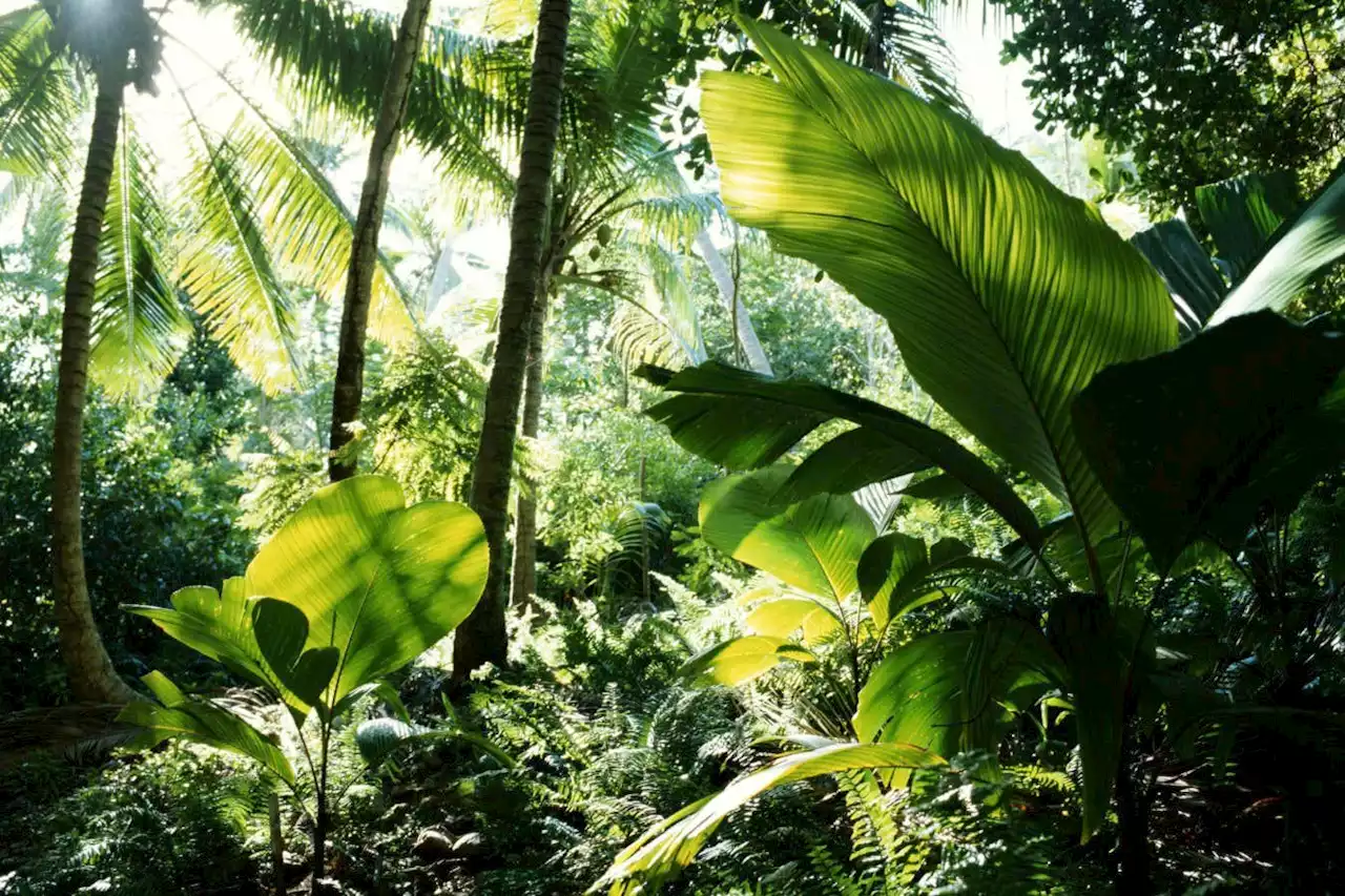 The tropics could get so hot that all leaves on rainforest trees die