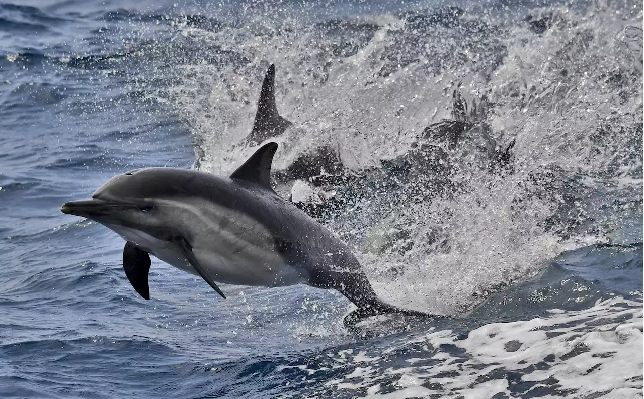 Fact check: Does viral video show 'dolphin stampede' during Hilary?