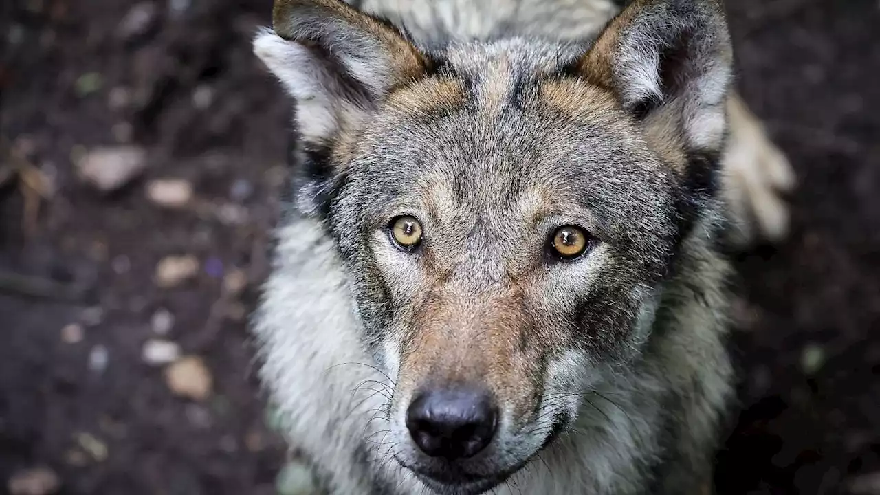 Neuer Wolfsmanagementplan: Ausweisen der Präventionsgebiete