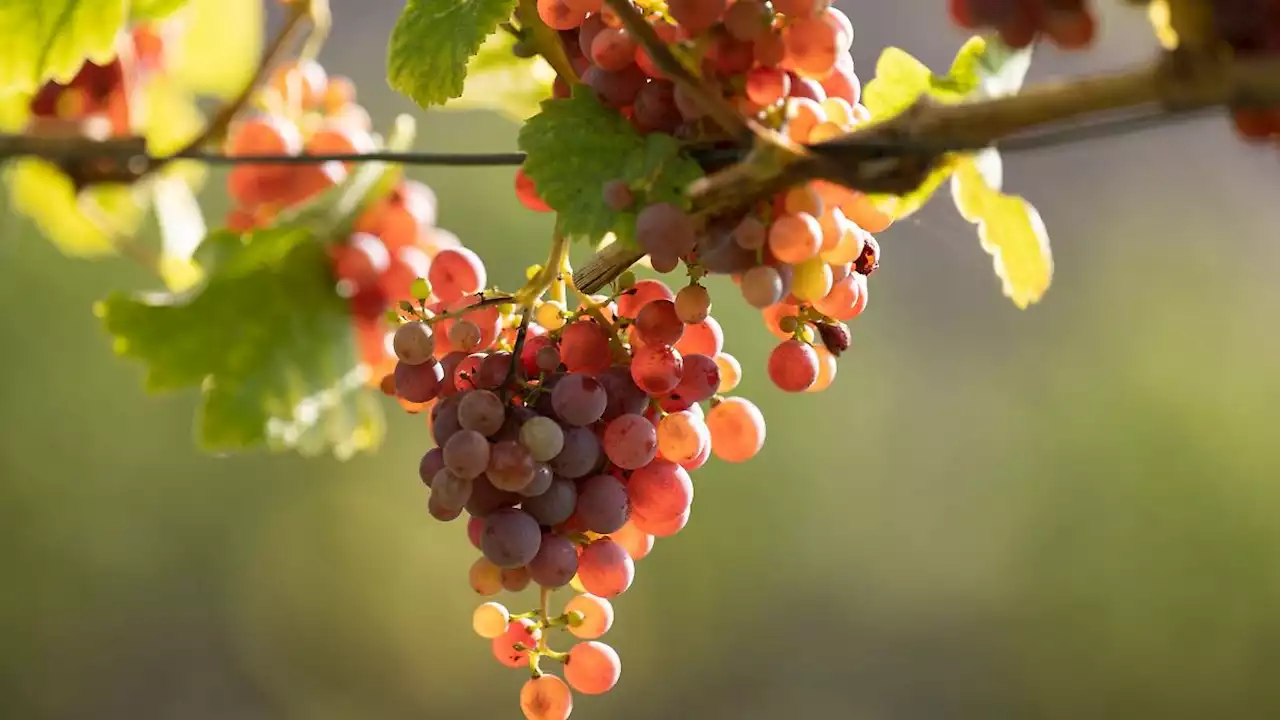 Weinlese in Sachsen eröffnet: Chancen für guten Jahrgang