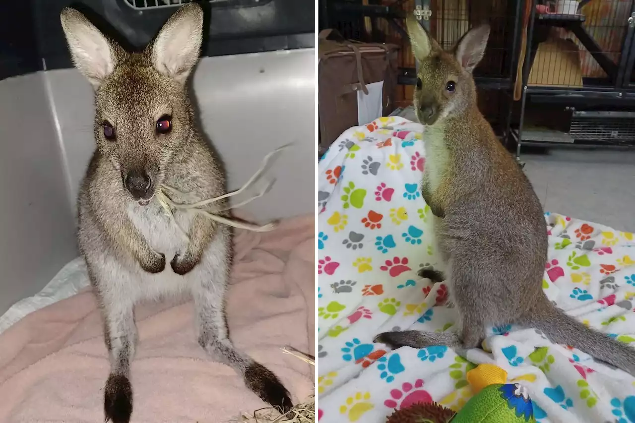 Wallaby rescued on Coney Island boardwalk ‘happy’ at Long Island wildlife rescue