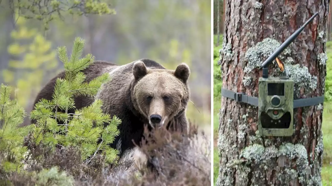 Misstänkt tjuvjakt på björn