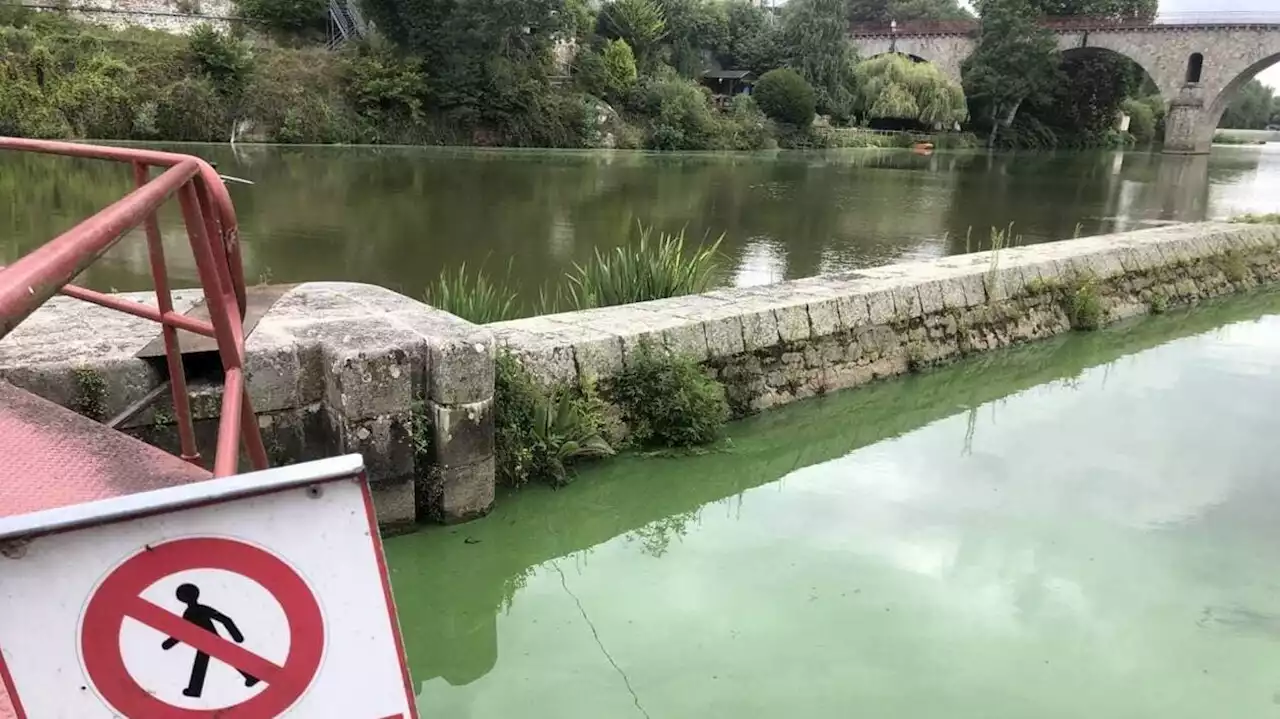 Cyanobactéries : pourquoi la préfecture de Maine-et-Loire a interdit l’accès à la rivière Mayenne