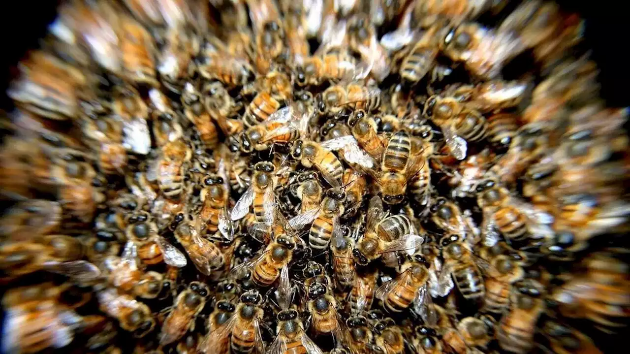 Des abeilles tueuses attaquent 34 touristes en Guyane : un mort et plusieurs blessés