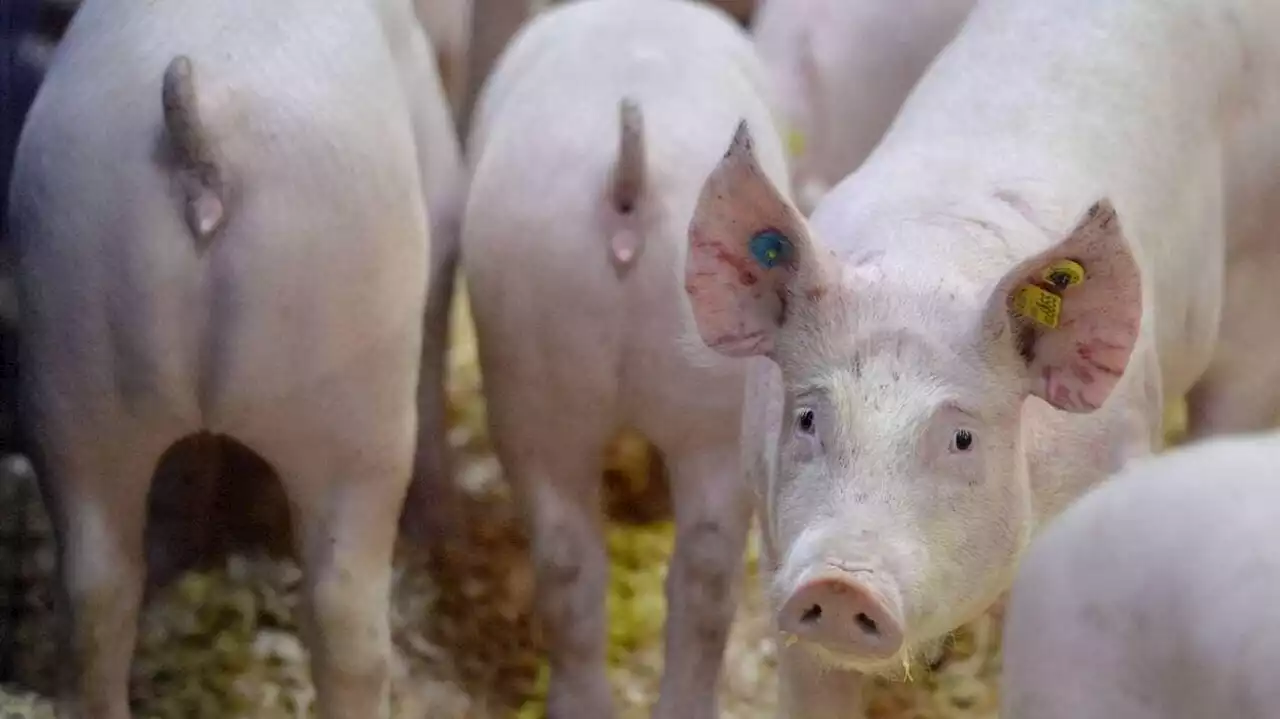 Une éleveuse du Finistère condamnée pour la coupe systématique des queues de cochons