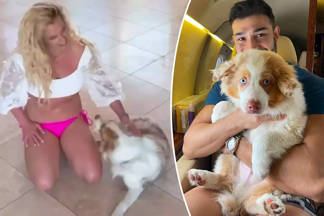 Britney Spears and Sam Asghari reach dog custody agreement amid contentious divorce