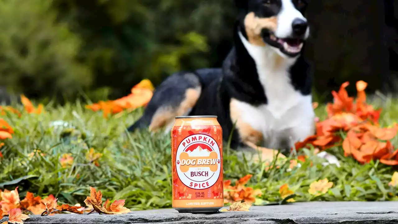 Pumpkin spice goes to the dogs with new Busch brew for your furry friend