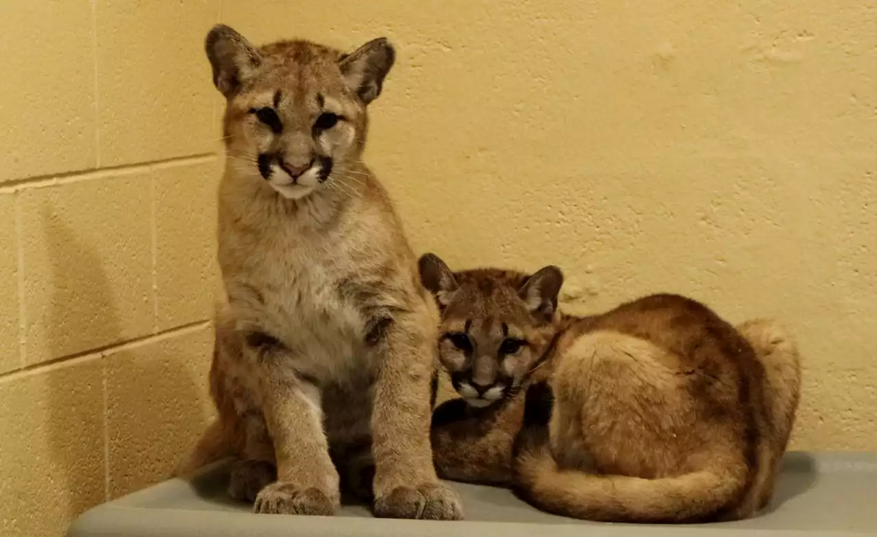 Two orphaned (and adorable) puma cubs get new home in Pennsylvania