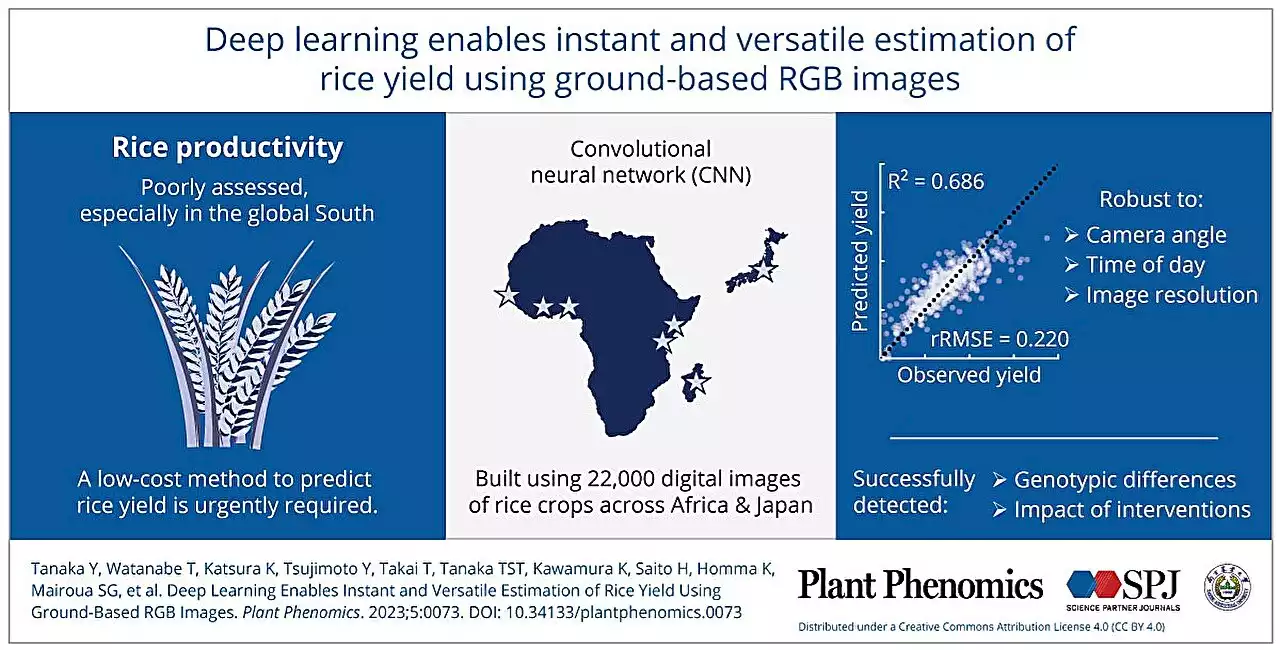 Artificial intelligence can now estimate rice yields, according to new study