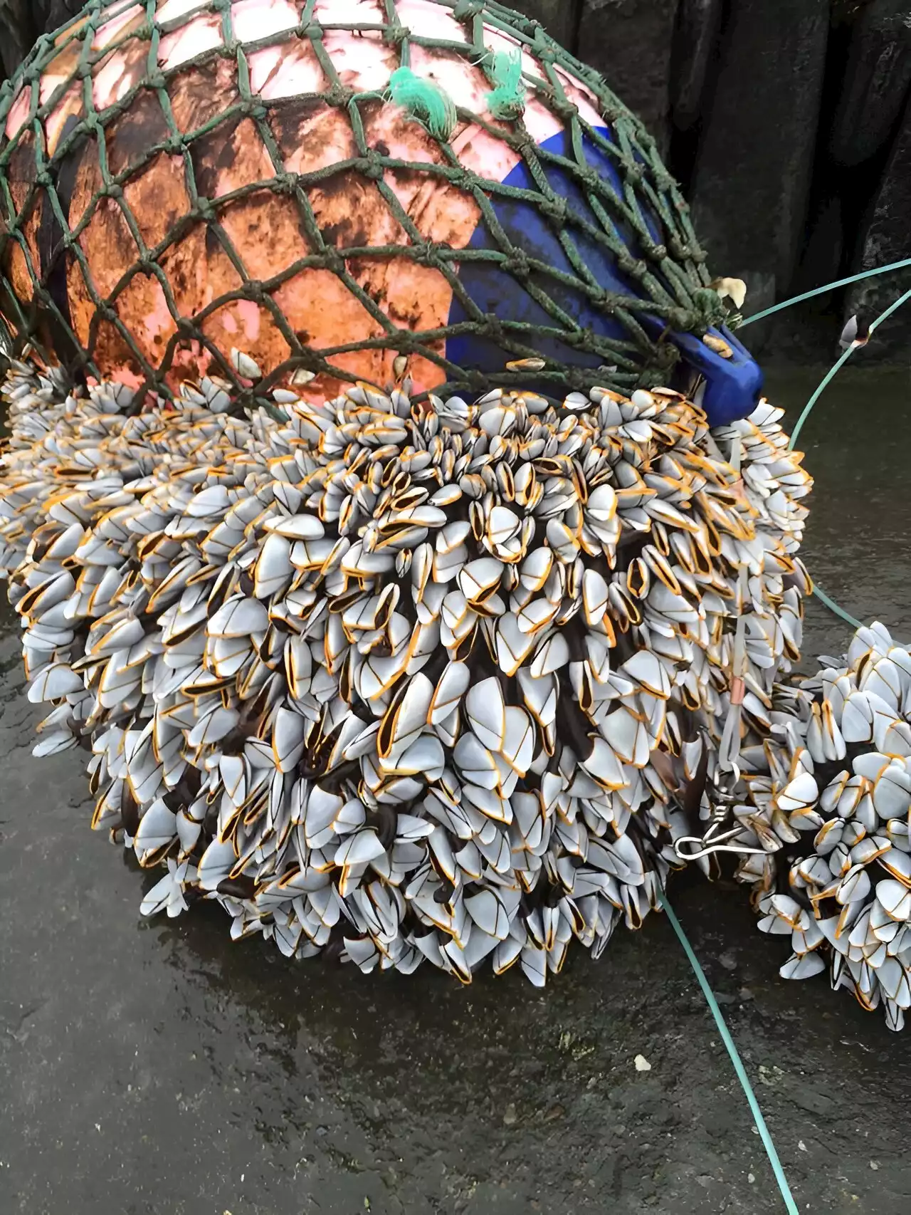 Barnacles may help reveal location of lost Malaysia Airlines flight MH370