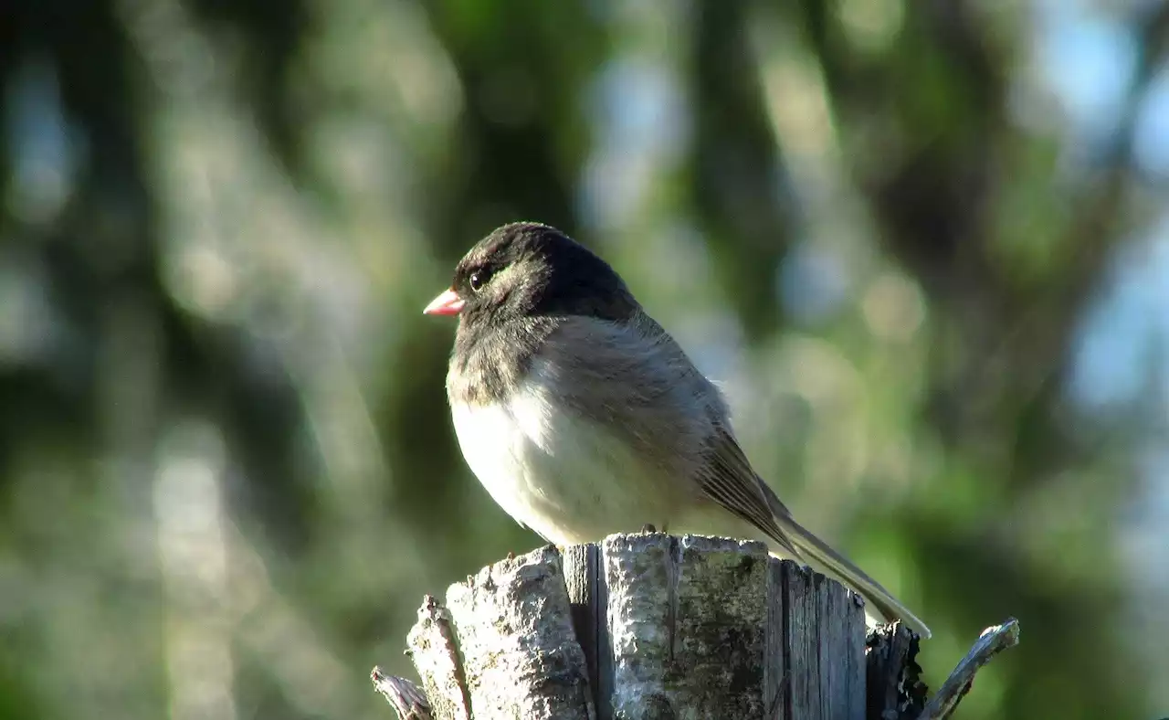 Birds living on a university campus found to be less afraid of humans after the pandemic closure