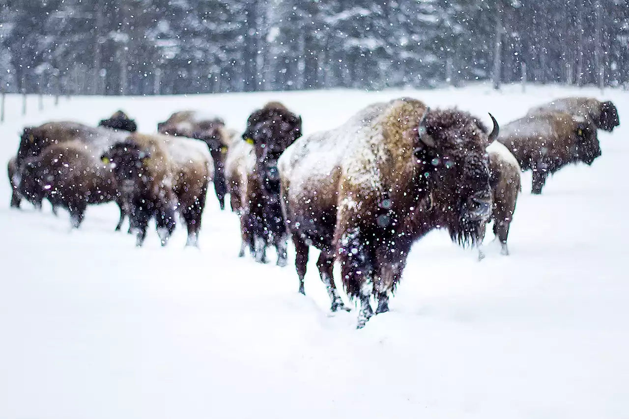 Buffalo slaughter left lasting impact on Indigenous peoples, economics study finds