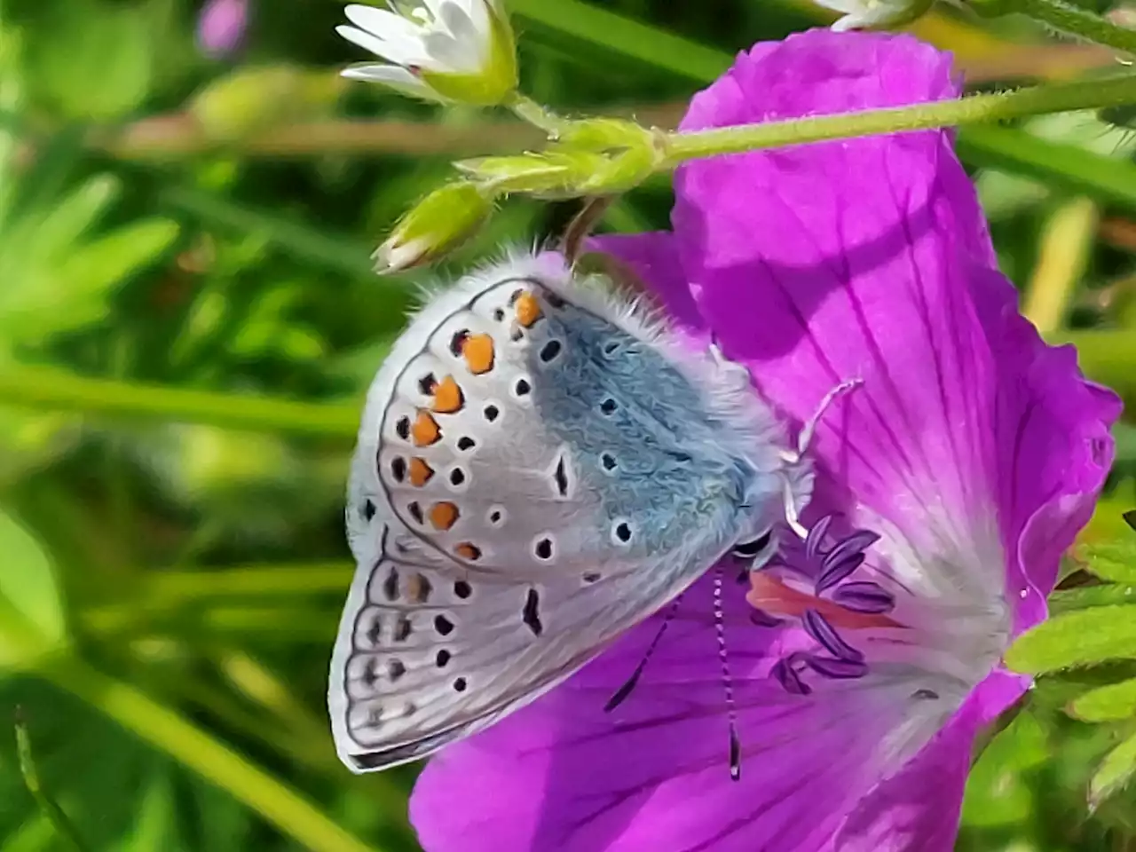 Human activities appear to drive insect declines in Europe