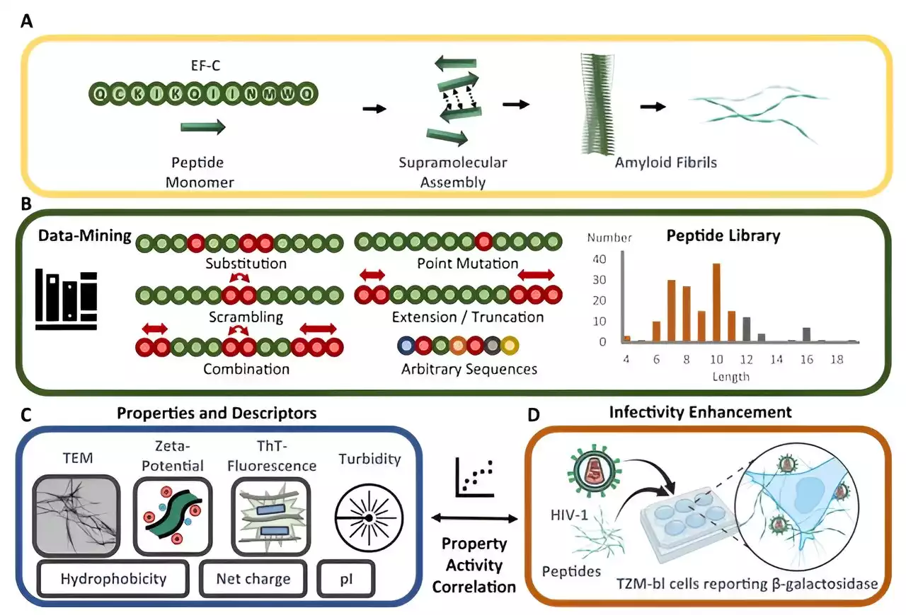 Learning from viruses: Molecular fibers can help to introduce genetic material into cells