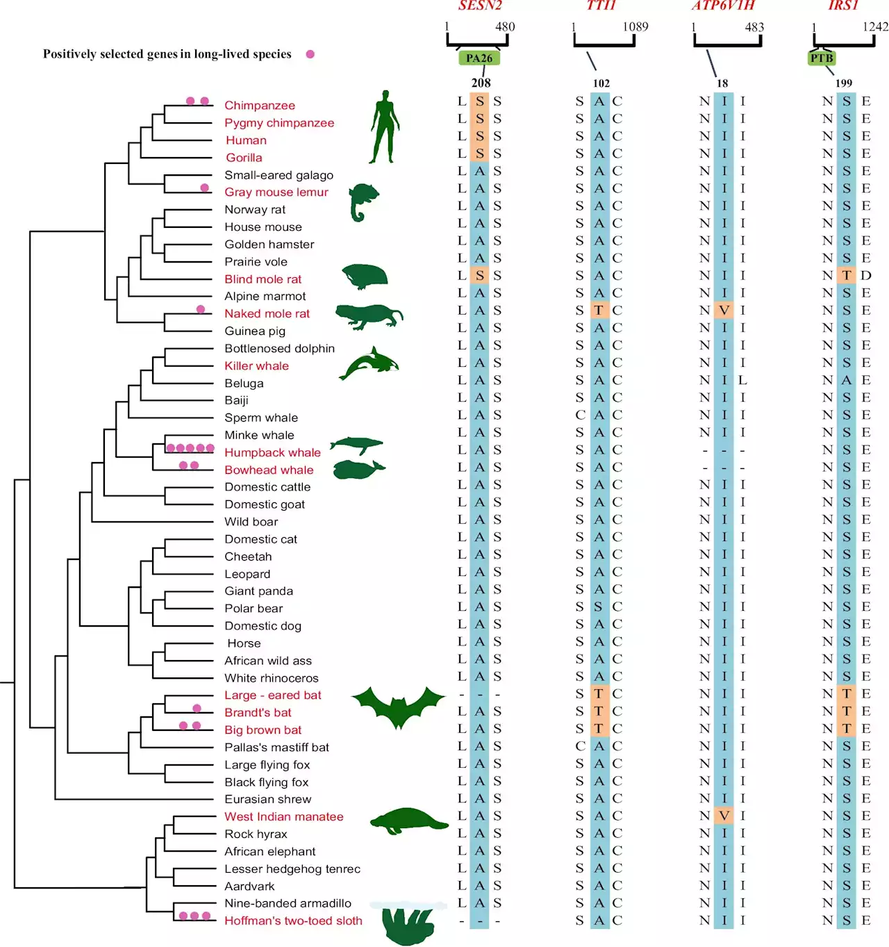 Lessons in longevity from naked mole rats and bowhead whales